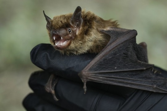 WHO: Nhiều bằng chứng cho thấy virus SARS-CoV-2 có khả năng từ dơi