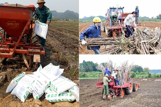 Công ty cổ phần Mía đường Sông Con kết thúc vụ ép sớm, chăm sóc tốt mía lưu gốc 