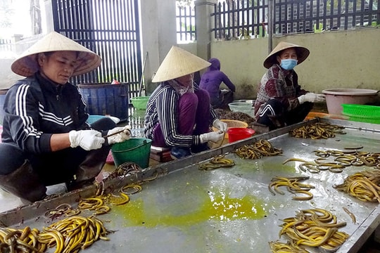 Đặc sản lươn đồng ở quê lúa Yên Thành 