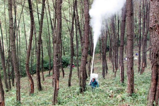Tạo bước đột phá trong phát triển rừng ở Yên Thành 