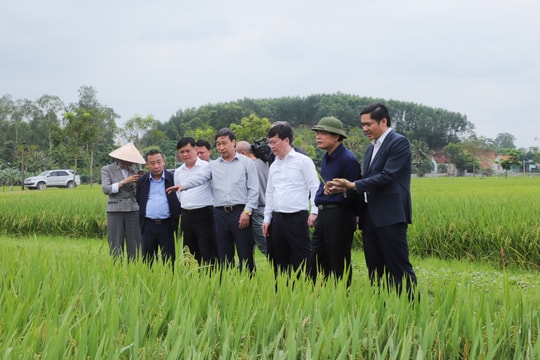 Bộ trưởng Bộ NN&PTNT kiểm tra công tác tái đàn lợn và sản xuất vụ xuân tại Nghệ An