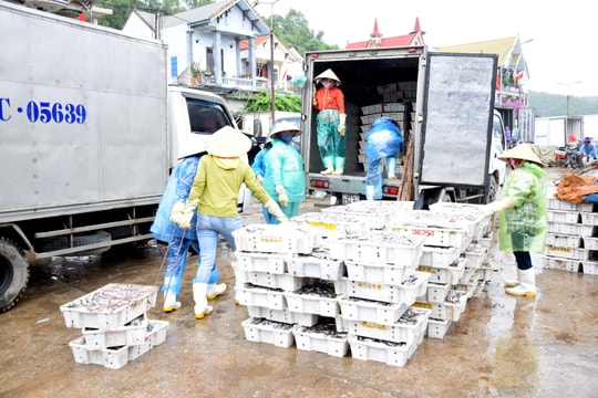 Giá dầu giảm, ngư dân Nghệ An tự tin vươn khơi, bám biển