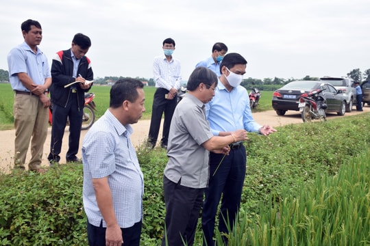 Phó Chủ tịch UBND tỉnh: Nghĩa Đàn phải đặt nông nghiệp vào trọng tâm phát triển kinh tế