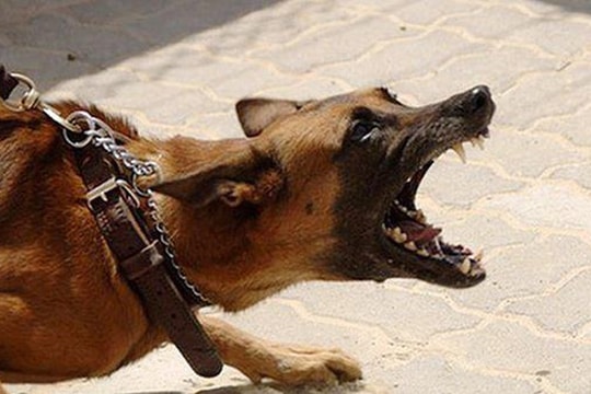 Bé trai 7 tuổi ở Nghệ An tử vong nghi do chó dại cắn