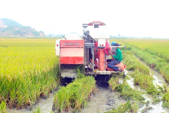 Nông dân vùng 'chạy lụt' ở Nghệ An gặt lúa xuân sớm 