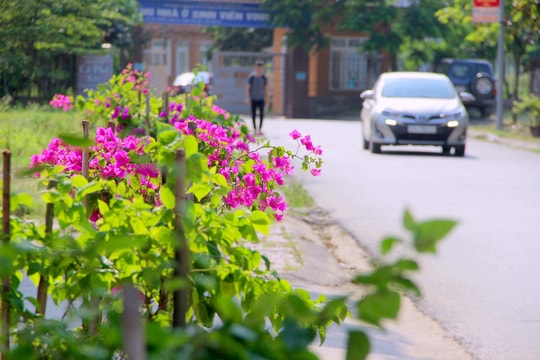 Con đường có trăm chậu hoa giấy, sạch sẽ bậc nhất thành Vinh