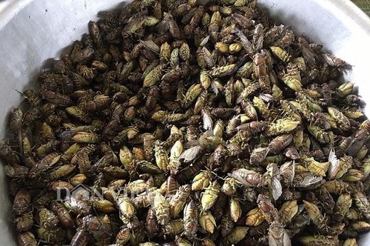 Bắt ve sầu đầu mùa làm món nhậu đặc sản