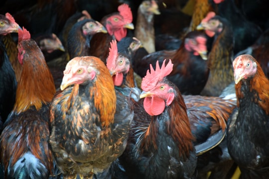 Gà thịt ở Nghệ An trên đà tăng giá trở lại 