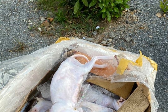 Bắt giữ 630 kg sản phẩm động vật bốc mùi hôi vận chuyển qua Nghệ An