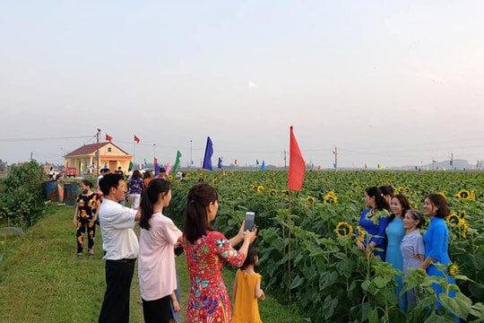 Cánh đồng hoa đa sắc ở Nam Đàn mở cửa đón du khách 