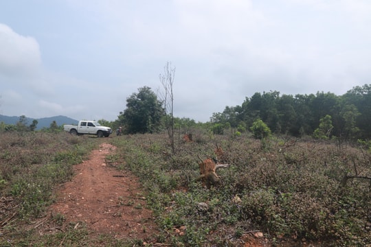 Giải trình trách nhiệm về những sai phạm tại các Ban quản lý rừng phòng hộ ở Nghệ An