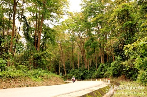 Nghệ An tập trung nâng cao chất lượng, giá trị vốn rừng