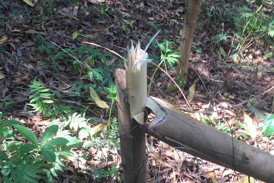 Vườn keo của một trưởng bản ở Nghệ An bị kẻ xấu chặt hạ