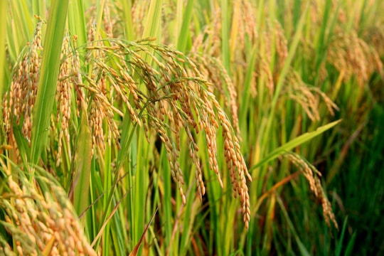 Hưng Nguyên sản xuất thành công nhiều giống lúa chất lượng cao