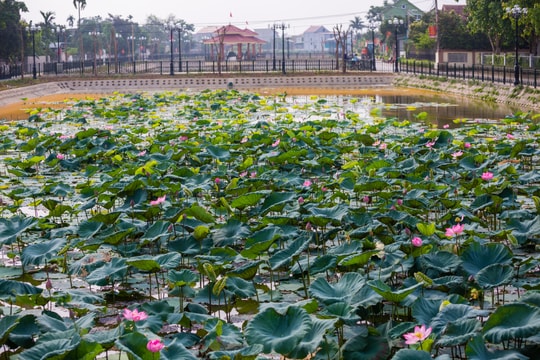 Chiêm ngưỡng những đầm sen nở rộ ở quê Bác
