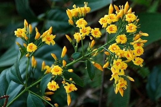 Nghệ An: Buồn chuyện gia đình, thiếu phụ 19 tuổi ăn lá ngón tự tử