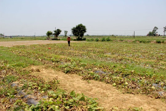 Nông dân Nghệ An 'thua' nặng vụ dưa lê