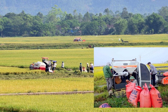 Nghệ An: Lúa xuân một số nơi đạt năng suất trên 85 tạ/ha