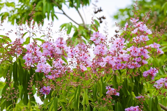 Sắc tím bằng lăng nở rộ ở thành Vinh