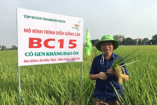 Giống lúa BC15 mới, Thái Xuyên 111 năng suất vượt trội 