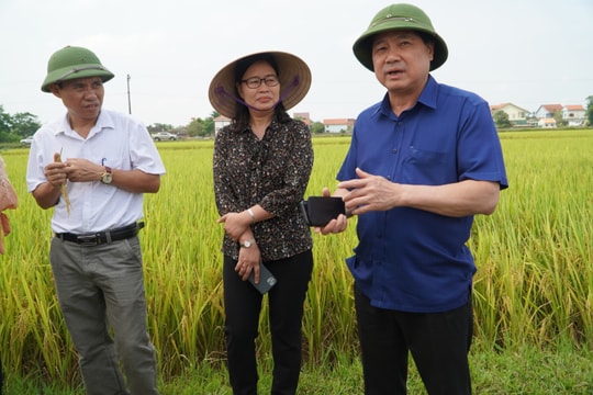 Thứ trưởng Bộ Nông nghiệp kiểm tra mô hình cánh đồng lớn tại Nghệ An