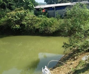 Rơi xuống ao nhà, người đàn ông cao gần 2m đuối nước thương tâm