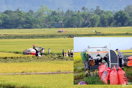Lo lắng nạn 'bảo kê' khi mùa gặt đến