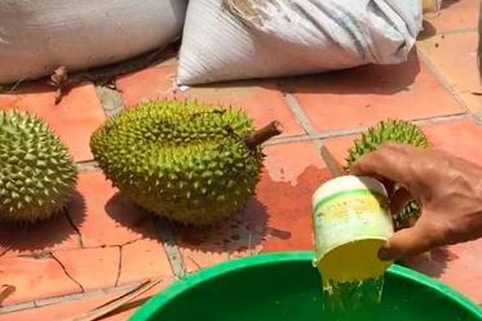 Tiết lộ đáng sợ: Không nhúng thuốc không dám bán sầu riêng