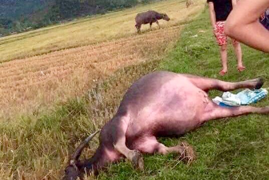 Nghệ An: Nhà cửa tốc mái, hàng ngàn ha lúa đổ, trâu chết sau giông lốc lớn 