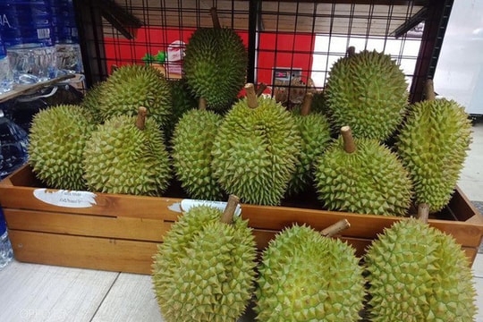 Làm thế nào để phân biệt sầu riêng chín tự nhiên và sầu riêng phun thuốc?