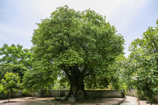 Cận cảnh 5 cây thị cổ từng được trả giá 12 tỷ đồng ở Nghệ An