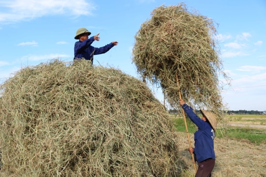 Cận cảnh nông dân Nghệ An 'vật lộn' với rơm, rạ trong nắng nóng