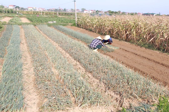 Nắng nóng gay gắt, rau màu ở Nghệ An khô cháy 