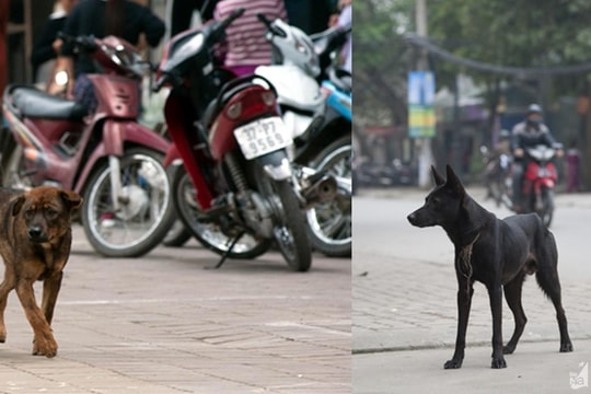 'Tiền mất tật mang' vì tin lời thầy lang chữa chó dại cắn