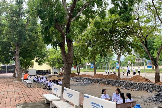 Chỉ đạo các trường học ở Nghệ An xử lý cây xanh bị nghiêng, mối mọt