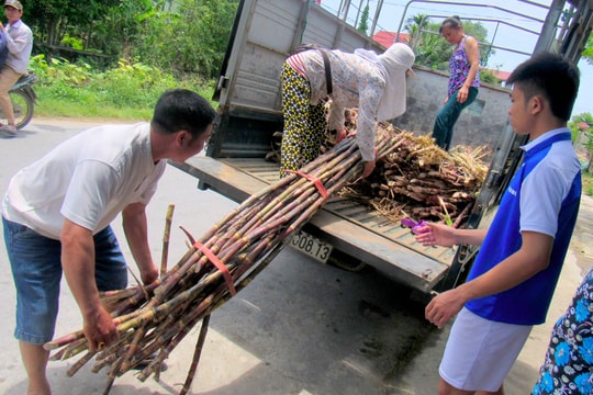 Nghệ An: Nắng nóng, mía giải khát giá tăng kỷ lục vẫn 'cháy hàng'