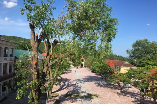 Nghệ An yêu cầu một trường học vội vàng chặt cây xanh phải rút kinh nghiệm 