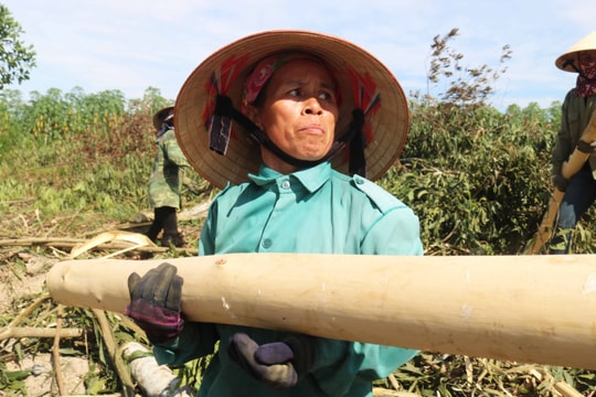 Bất chấp nắng nóng, phụ nữ miền núi Nghệ An vẫn 'đập keo' trên đồi