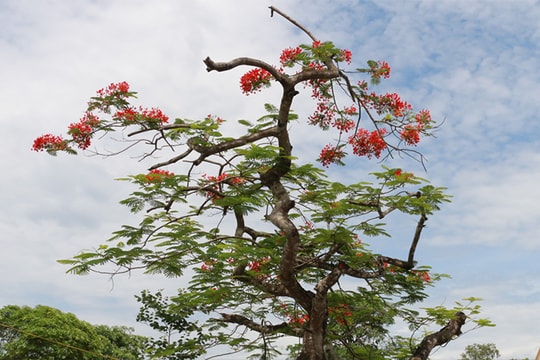 Từ chuyện cây phượng vĩ bật gốc