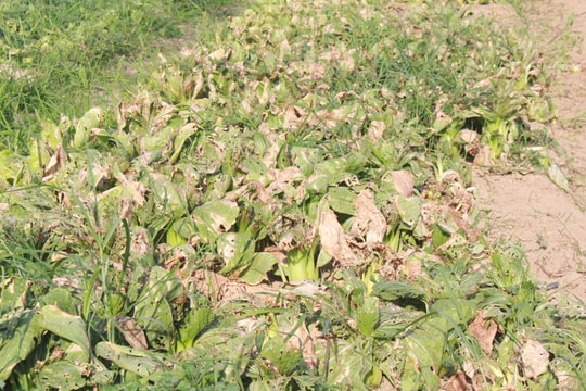 Nghệ An: Nắng nóng, rau xanh khan hàng, rau nhà màng đắt giá