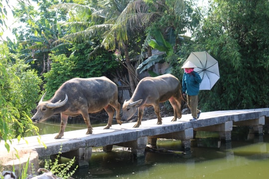 Ngắm cầu đá cổ in bóng bàu Rằn nơi huyện lúa