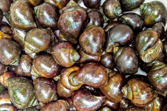 Trang trại ốc bươu đen nổi tiếng xứ Nghệ 