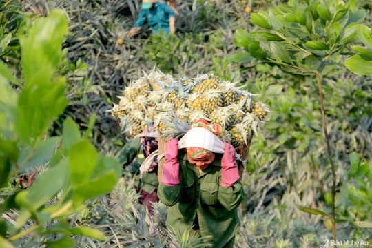 Nông dân Nghệ An vật vã chống nóng cho dứa 'nữ hoàng'
