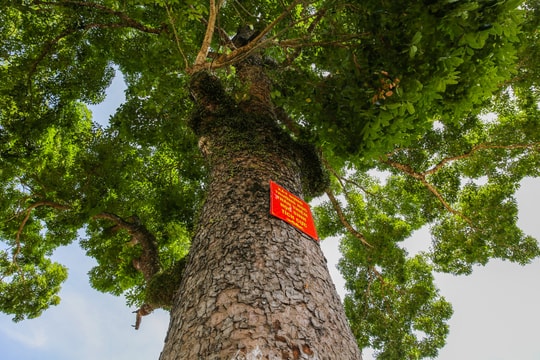 Nghệ An: Cận cảnh hàng chục cây cổ thụ nửa thế kỷ che mát trường làng