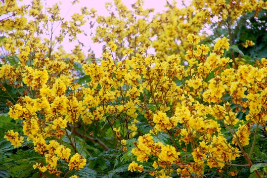 Hoa điệp vàng khoe sắc giữa phố núi xứ Nghệ 