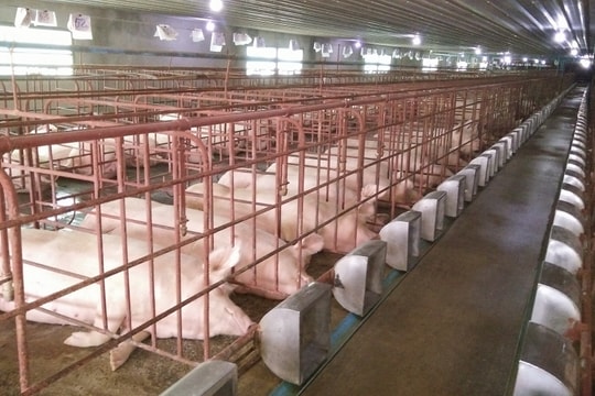 Giá lợn hơi ở Nghệ An giảm mạnh