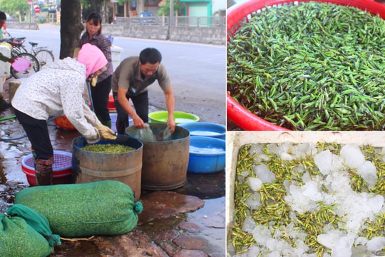 Nghệ An: Cào cào, châu chấu đắt hàng, người dân đếm từng con để lấy tiền