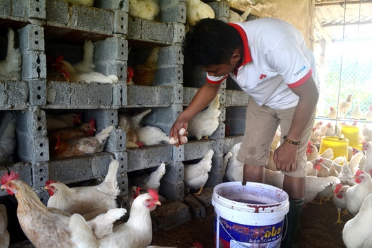 Sản phẩm OCOP ở Nghệ An đang ‘loay hoay’ tìm kiếm đầu ra