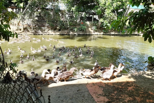 Hàng trăm hộ gia đình ở Con Cuông nuôi vịt bầu Quỳ