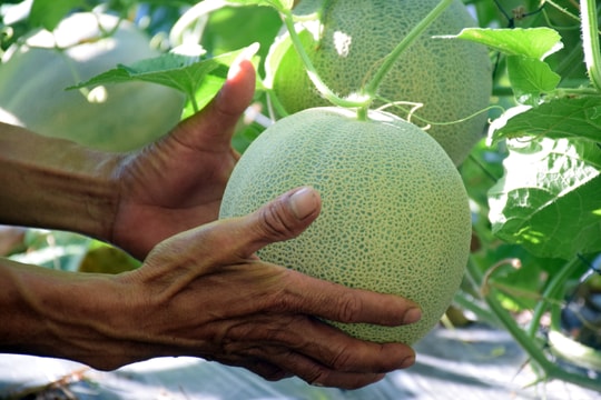 Dưa lưới trồng ngoài trời ở Nghệ An trĩu quả, đắt hàng ngày nắng nóng